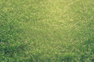 Fototapeta premium Bokeh