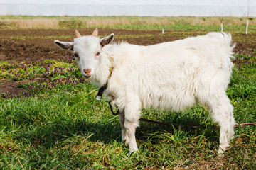 Fototapeta premium A goat on a pasture in the spring. A white goat with a collar on a leash in a garden in the countryside looks intently into the frame.
