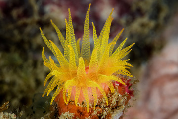 Detail of a Cup coral polyp, Tubastrea coccinea, growing on a coral reef in Indonesia. These beautiful corals are native to the tropical Pacific but are now found in the Caribbean Sea as well.