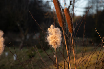 Cattail in bloom