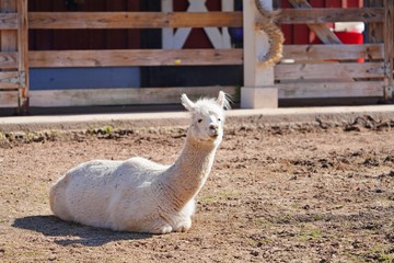 A white alpaca on the ground in a farm