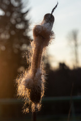 Cattail in bloom