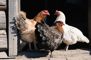 Multi-colored hens on the doorstep to the barn