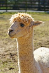Obraz premium A white alpaca on the ground in a farm