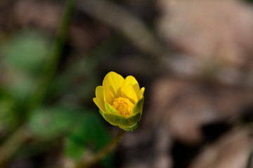 Spring yellow flower Closeup