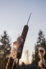 Cattail in bloom