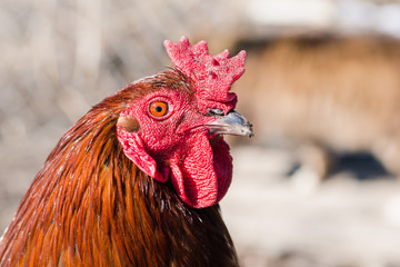 The head of a red rooster with a comb close up