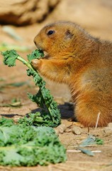 A black-tailed prairie dog (Cynomys ludovicianus) eating green kale leaves