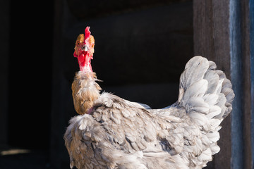 Funny gray chicken leaving the barn