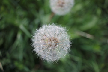 White blowball (dandelion) on the meadow. Closeup view of a blowball on the natural summer green grass background.  