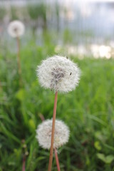 Dandelion blowball (Taraxacum officinale) in the control sunlight against the background of the river and evening sky. Closeup view of a blowball against the sunset.