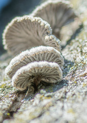 medicinal mushroom on the dead tree close up macro detail