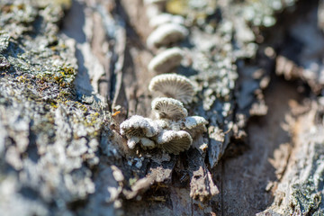 medicinal mushroom on the dead tree close up macro detail