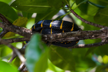 boiga dendrophila snake in Mangroves, Malaysia