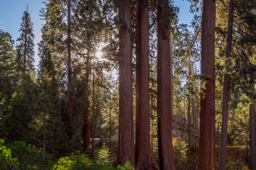 Obraz premium Giant Sequoias Forest. Sequoia National Forest in California, Sierra Nevada Mountains. USA
