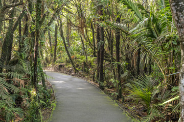 path in lush rain forest vegetation at Pancake Rocks park, Punakaiki, West Coast, New Zealand