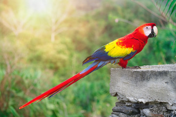 bunter Papagei im Dschungel grüne Vegetation Tropenwald seltene Art Parrot scarlet macaw (ara...