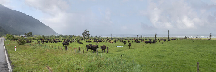 Fototapeta na wymiar large cow herd in meadows on coast, near Barrytown, West Coast, New Zealand