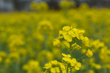 Obraz premium Rapspflanze