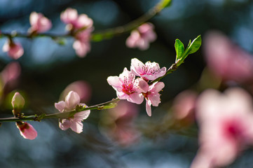 Branch of a blossoming apple tree pink flowers spring revival of nature