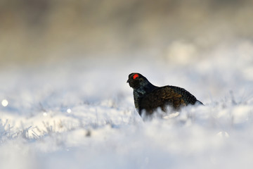 Black grouse on a snowy bog landscape at sunrise