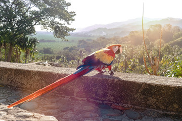 bunter Papagei im Dschungel grüne Vegetation Tropenwald seltene Art Parrot scarlet macaw (ara...