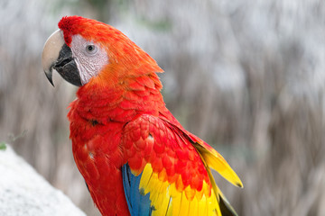 bunter Papagei im Dschungel grüne Vegetation Tropenwald seltene Art Parrot scarlet macaw (ara...