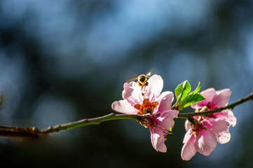 Flying bee collecting pollen on a flowering tree with pink flowers on a blue background sunny spring day