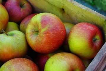 Fresh red and yellow apples at a farmers market