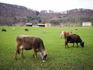 Kühe auf Weide in Graz