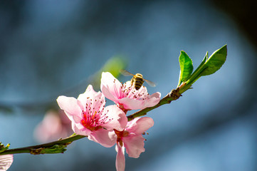 Flying bee collecting pollen on a flowering tree with pink flowers on a blue background sunny spring day