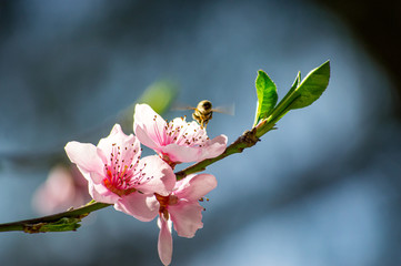 Flying bee collecting pollen on a flowering tree with pink flowers on a blue background sunny spring day
