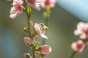 Bee collecting pollen on a flowering tree with pink flowers on a blue background sunny spring day