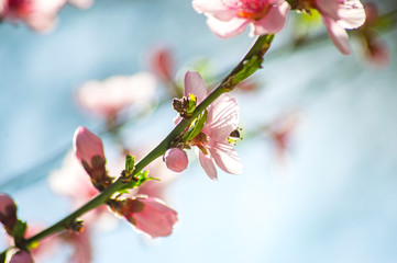 Branch of a blossoming apple tree pink flowers spring revival of nature