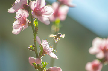 Bee collecting pollen on a flowering tree with pink flowers on a blue background sunny spring day