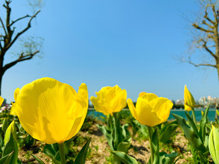 yellow tulips on background of blue sky