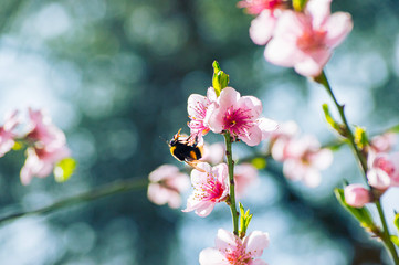 Bumblebee collects pollen on a flowering tree with pink flowers on a blue background sunny spring day