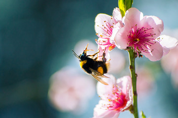 Bumblebee collects pollen on a flowering tree with pink flowers on a blue background sunny spring day