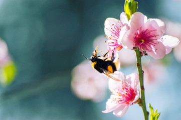 Bumblebee collects pollen on a flowering tree with pink flowers on a blue background sunny spring day