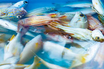 Fish sea,fresh seafood form local fisherman ,local fisherman market.