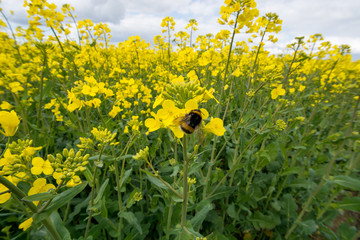 Obraz premium Rapspflanze