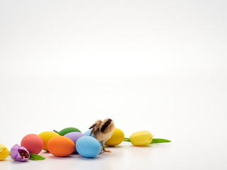 Colorful Easter eggs and chicks.