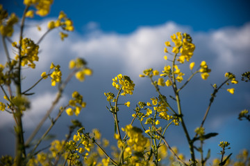 Fototapeta premium Rapspflanze