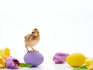 Colorful Easter eggs and chicks.