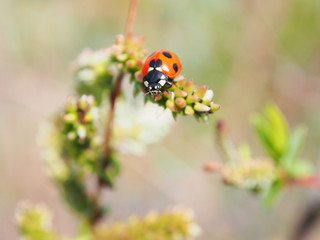 幸運のシンボル・てんとう虫