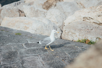Neapolitan seagull