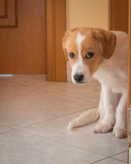 Adorable jack russell terrier puppy.First days at home still looking scared and sometimes frightened , or is just shy and wants us to play with him all day long 