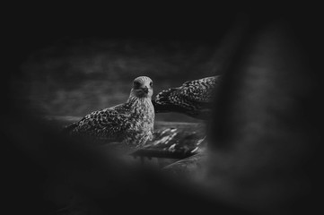 seagull