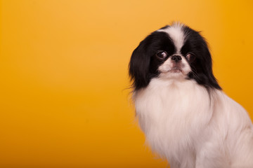Dog breed Japanese chin is a beautiful portrait on a yellow background isolate. The concept of veterinary medicine, the health of the dog. Copy space