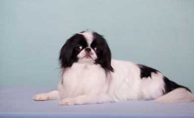 Dog breed Japanese chin is a beautiful portrait on a blue background isolate. The concept of veterinary medicine, the health of the dog. Copy space